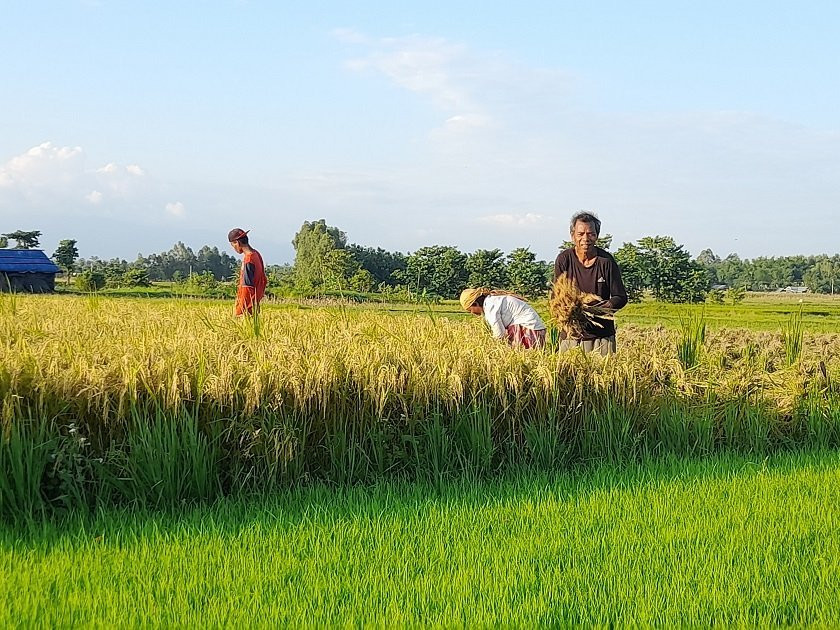 चैते धानको समर्थन मूल्य सिफारिस