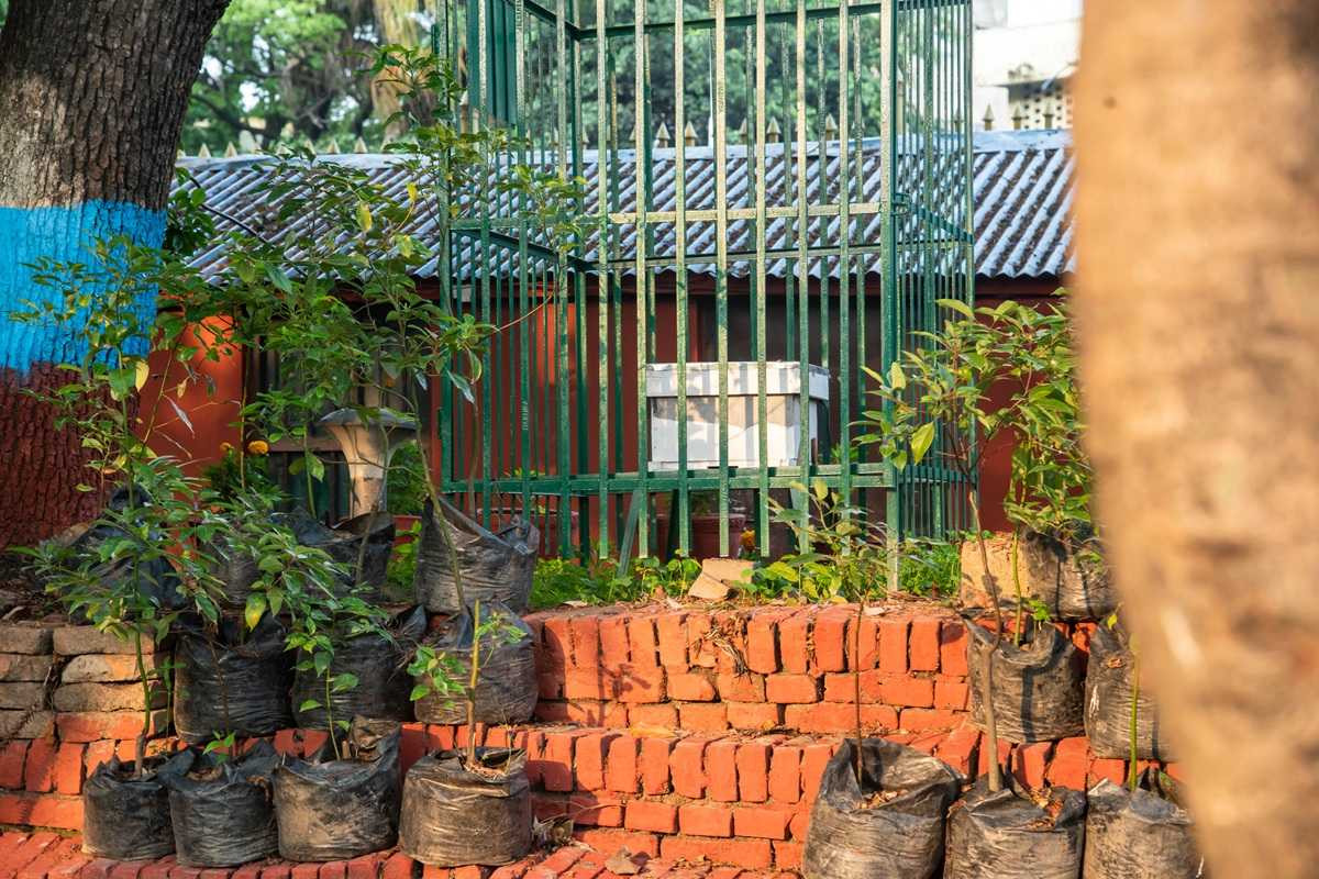 काठमाडौं महानगरले आठ ठाउँमा राख्यो सेरेना जातका माहुरी