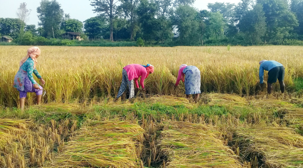 वर्षाले दुुई करोड रुपैयाँँ बराबरको धानबालीमा क्षति